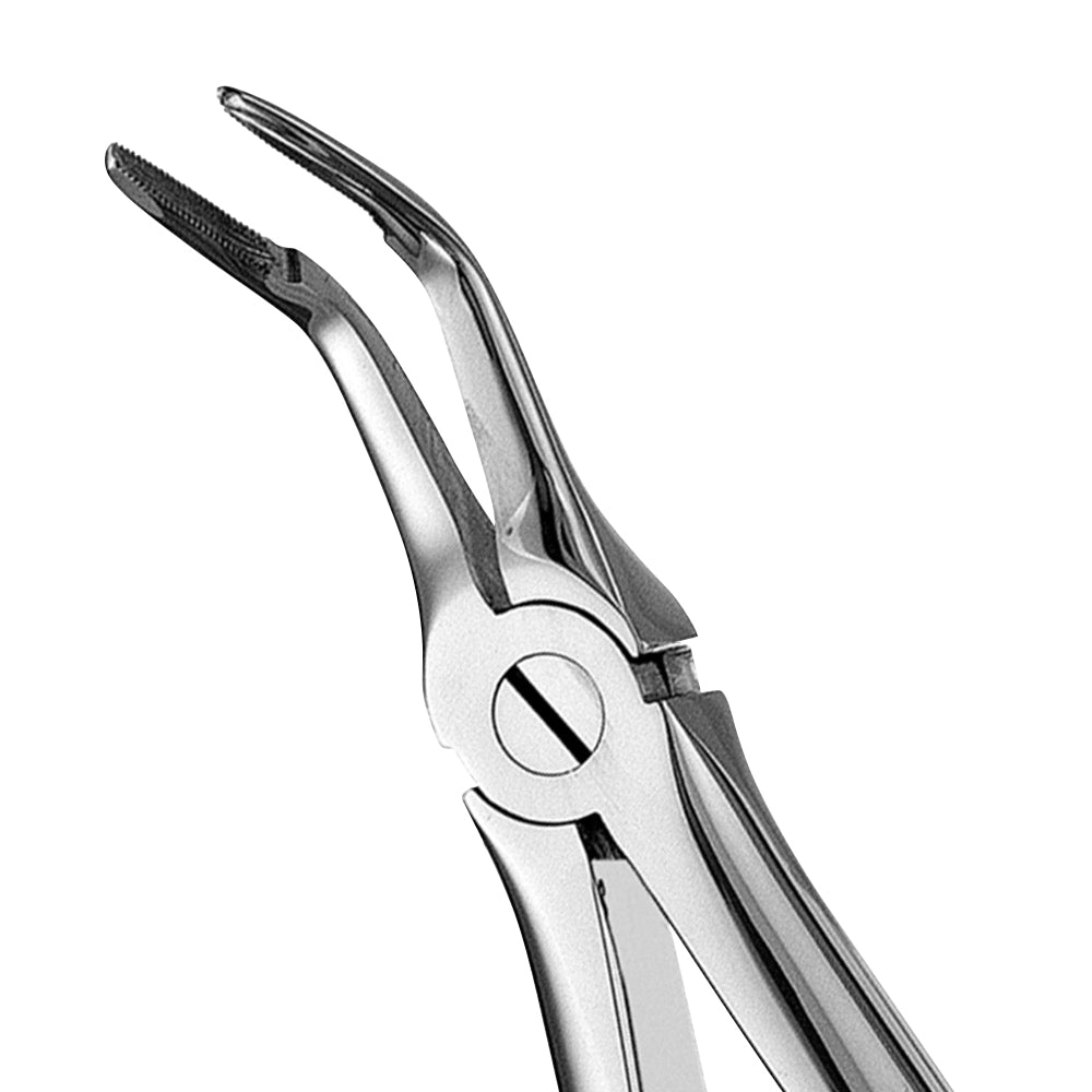 46L Lower Roots Serrated Extraction Forceps - HiTeck Medical Instruments